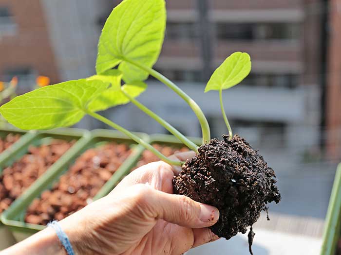 ベランダで沢わさびの植え付け！家庭菜園の水耕栽培で育ててみるよ | まあくんのなんでも体験記。